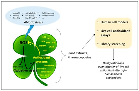 Antioxidants | Free Full-Text | Live Cell Assays for the Assessment of Antioxidant Activities of ...