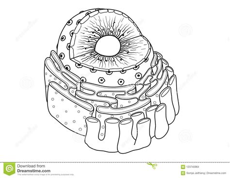 Endoplasmic Reticulum Diagram Drawing