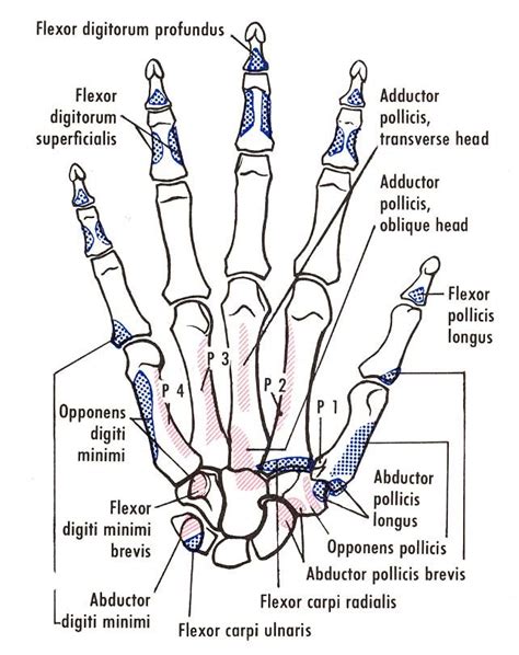 Bones of the right hand, showing muscular attachments, anterior view. The flexor pollicis brevis ...