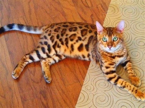 6 Interesting Bengal Cat Personality and Temperament | PETSME.ORG - Best Pet Lovers Blog