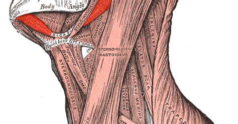 DIGASTRIC | Muscles Information