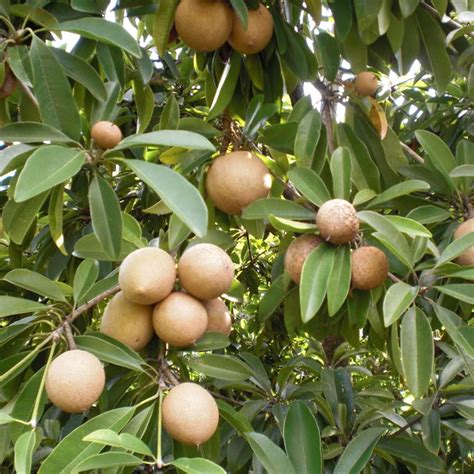 Sapodilla Tree Manilkara zapota Packet of 3 Seeds Palm | Etsy