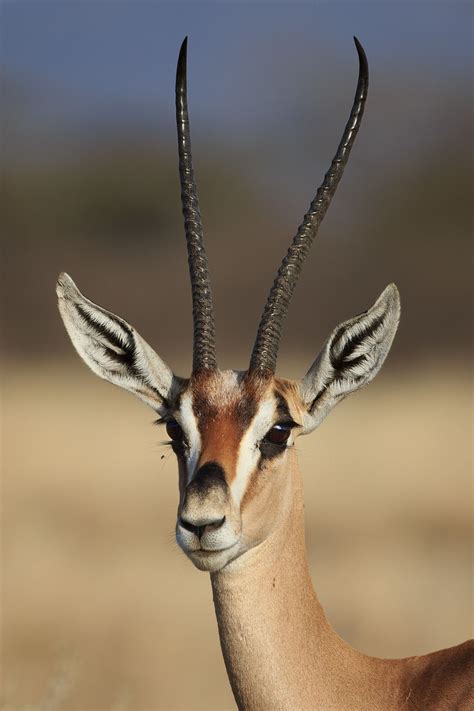 Gazzelle : Gazelle Jumping Images Stock Photos Vectors Shutterstock / Apply to manage this page ...