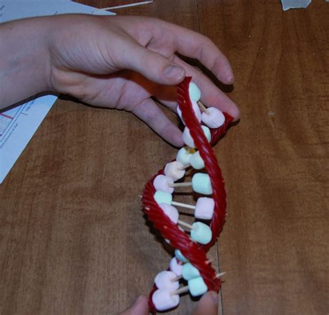 Make A Licorice And Marshmallow DNA Model - Guest Hollow