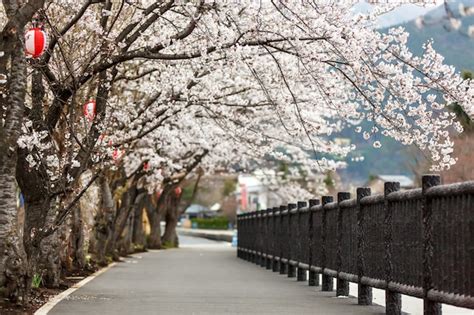 Premium Photo | Full bloom cherry blossom along foot path at kawaguchiko north shore lake