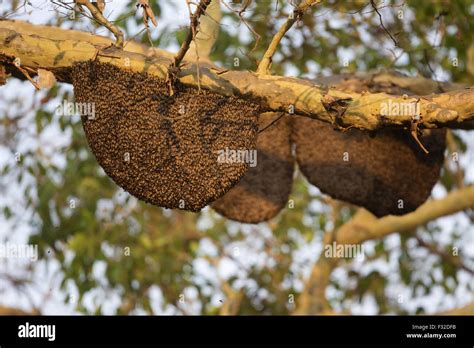 Asian Honey Bee (Apis cerana) adults, swarm at nest on branch in tree ...