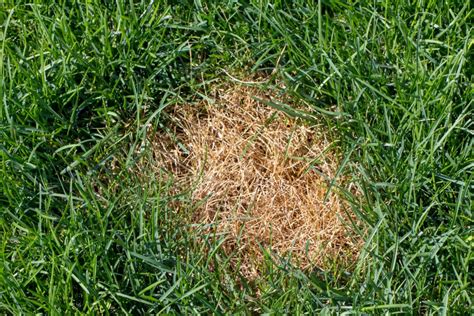 How to Get Rid of Lawn Grubs » Residence Style