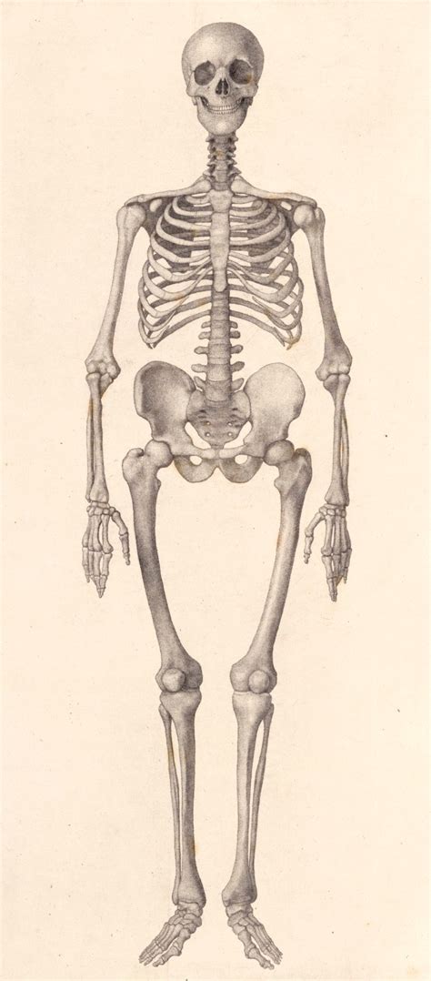 Human Skeleton: frontal view | Works of Art | RA Collection | Royal Academy of Arts