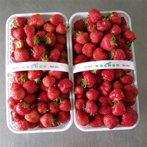 Strawberry Picking Season!