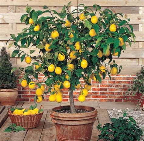 10 Dwarf Lemon Trees, With How To Grow & Care - Mississippi Greens