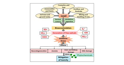 Lead Poisoning Anemia