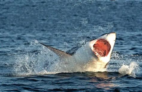 Great White Shark - Description, Habitat, Image, Diet, and Interesting Facts