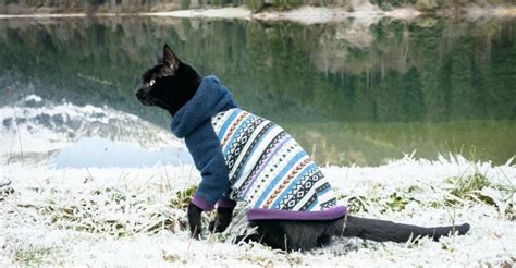 Cat Sweaters | 12 Cat Sweaters for Hairless Breeds and Hipster Pets