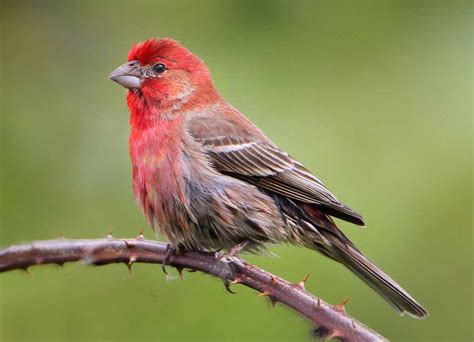 House Finch - Facts | Song | Call | Nest | Eggs | Diet | Habit - Bird Baron