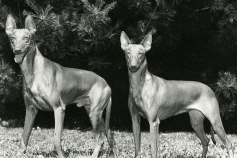 Pharaoh Hound History: The Dog That Hunts With Ferrets