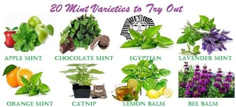 Identifying Mint Plant Varieties