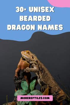 7 Bearded Dragon Names ideas in 2023 | dragon names, bearded dragon, dragon