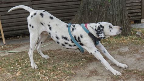 A Complete Guide to Dalmatian Puppy Care - YouTube