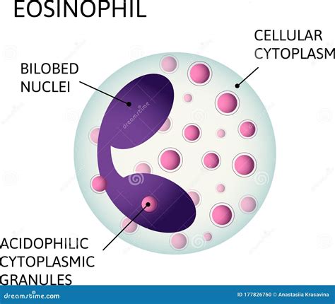 Monocytes, Variety of White Blood Cells. Consist of Acidophilic Cytoplasmic Granules, Cellular ...