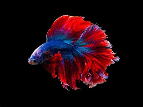 Siamese Fighting Fish Facts | Betta splendens | AZ Animals