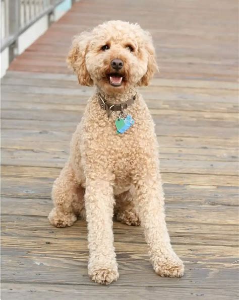 Labradoodle: Lab Poodle Mix - Dogable