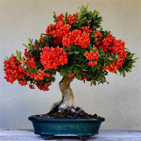 Picture 5 - My Pyracantha bonsai in full bloom. 10/5/19 | Bonsai pruning, Bonsai, Japanese bonsai