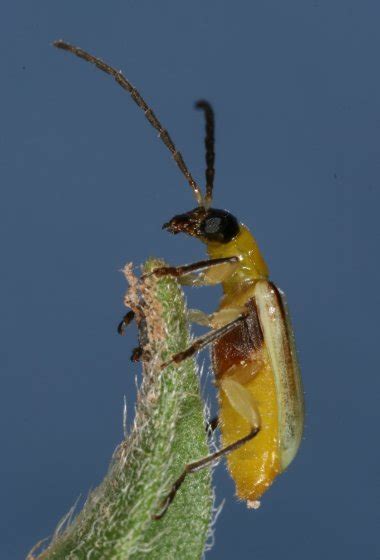 Chrysomelid 1 - Diabrotica longicornis - BugGuide.Net