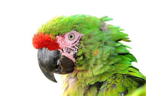 Military Macaw Health, Personality, Colors, Sounds, and Habitat - PetGuide | PetGuide