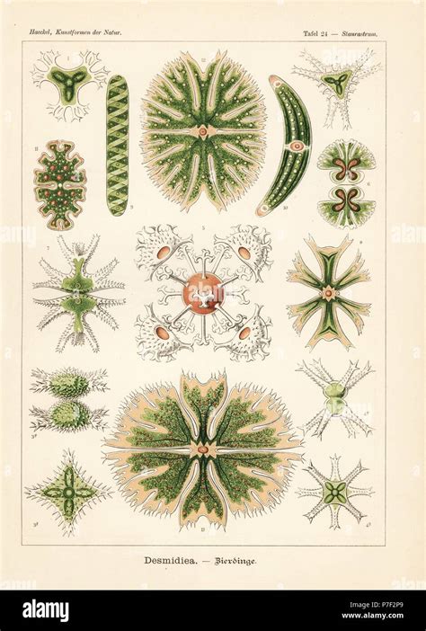 Desmidiaceae algae species: Staurastrum furcatum 1,5, Staurastrum vestitum 2, Staurastrum ...