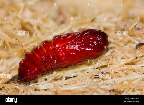 Lobster moth caterpillar Stock Photo - Alamy