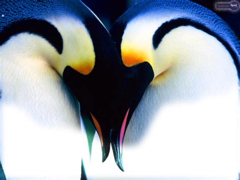 🔥 [40+] Cute Penguin Wallpapers for Desktop | WallpaperSafari