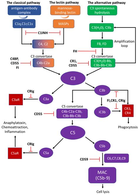 Biomolecules | Free Full-Text | The Complement System in the Central Nervous System: From ...