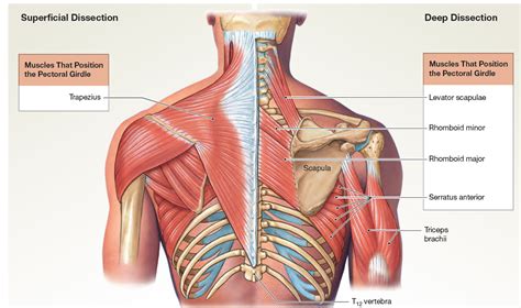 Muscles That Position the Pectoral Girdle | Human body anatomy, Muscle anatomy, Medical anatomy