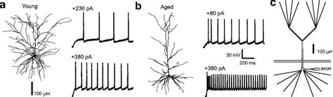 Morphology and electrophysiology of neurons used to construct the ...