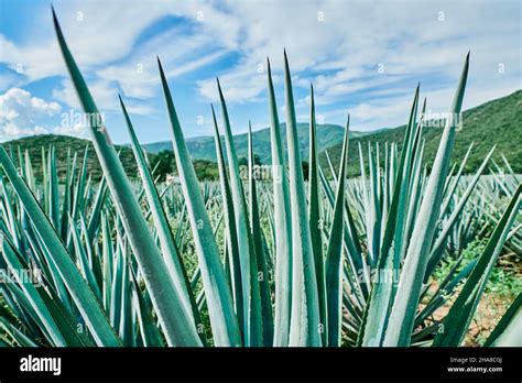 Blue agave plantation in the field to make tequila Stock Photo - Alamy