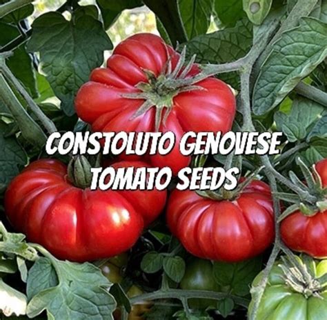 4 Pack Heirloom Tomato Seeds - Etsy