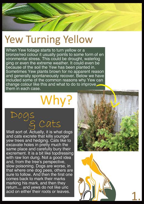 Common Garden Plant Diseases | Common Hedge Problems and Solutions | Impact Plants