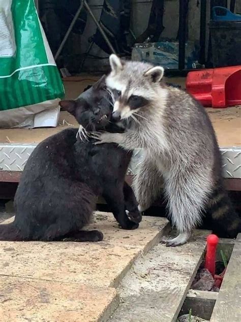 This Online Group Shares Funny Pics Of Racoons That Prove They May Be The Goofiest Animal Ever ...