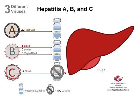 Hepatitis Education Canada | Programme canadien d’éducation sur l’hépatite