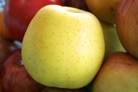 File:Golden delicious apple.jpg - Wikipedia