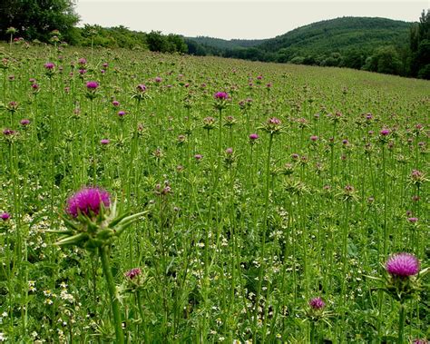 Milk Thistle (Silybum marianum) - Tualatin Soil and Water Conservation ...