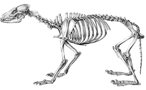 8 Halloween Animal Skeleton Clipart! - The Graphics Fairy