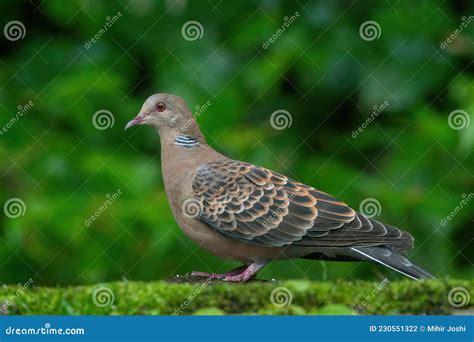 Oriental Turtle Dove Streptopelia Orientalis Stock Image ...