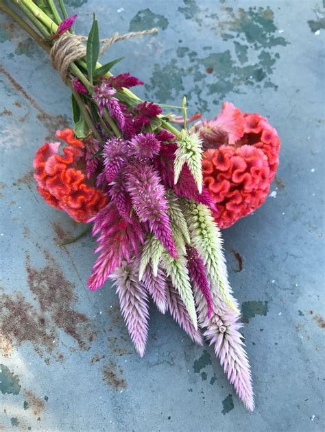 Celosia Seeds 3 Varieties Celosia Seed Celosia Seeds Great - Etsy