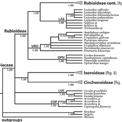 (PDF) Time Tree of Rubiaceae: Phylogeny and Dating the Family ...