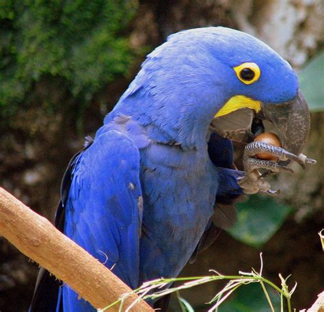 A blue Hyacinth Macaw eats a nut | Hyacinth macaw, Macaw, Blue macaw