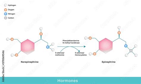 hormones epinephrine and norepinephrine chemical structure Stock Vector ...