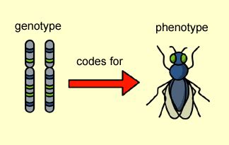 The difference between Genotype and Phenotype | Passnownow