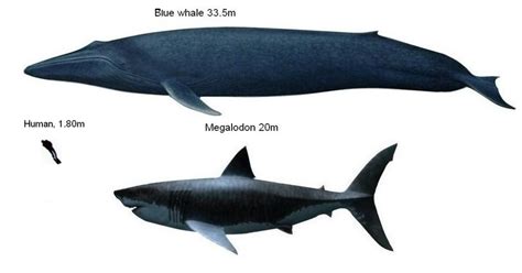 megalodon size comparison blue whale