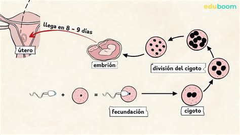 Fecundacion Humana Paso A Paso Etapas Del Embarazo Semana A Semana ...